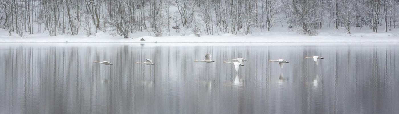 Image of flying geese in winter